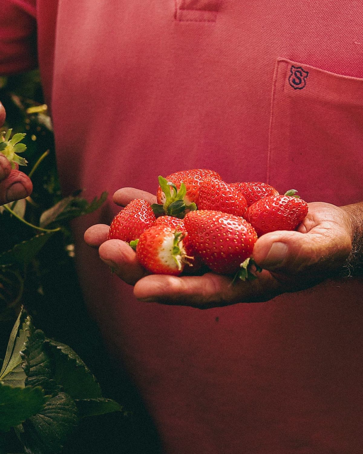 Hands cupping a handful of freshly picked strawberries