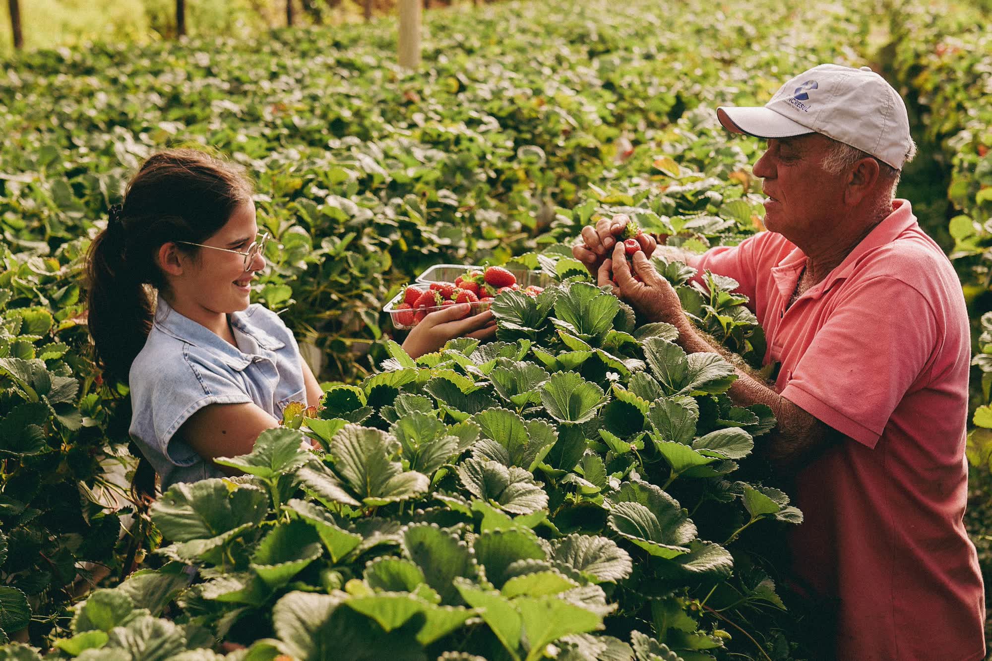 A girl and an older man picking strawberries together in a field of strawberry plants