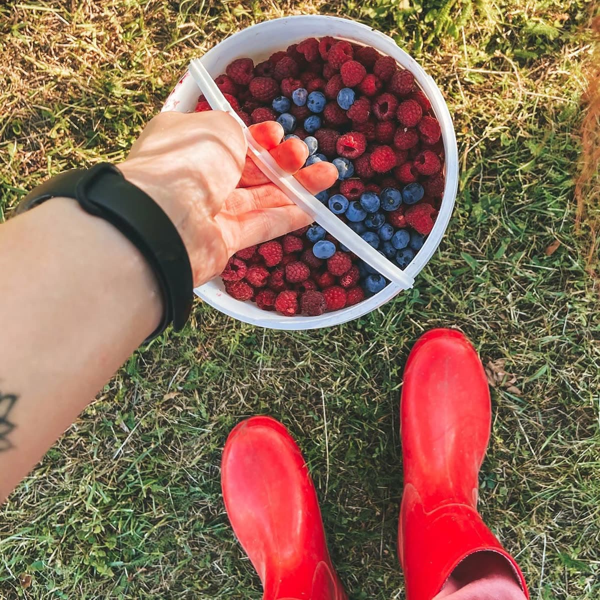 A bucket of raspberries and blueberries on the grass beside a pair of red rubber boots