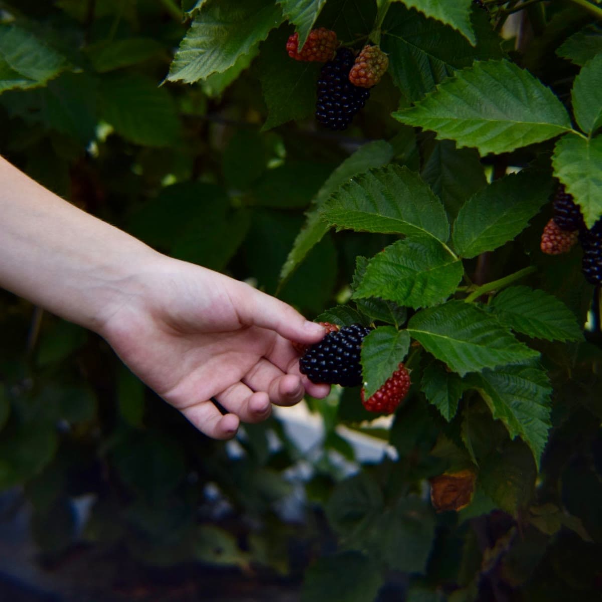 A hand reaching for a ripe blackberry among green leaves