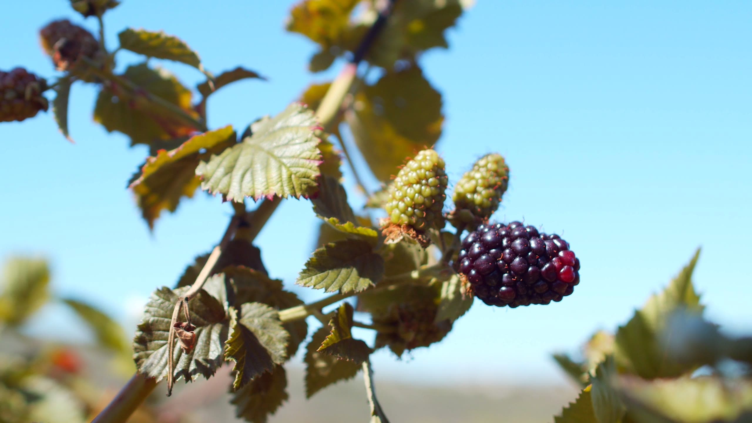 A ripe blackberry on the cane beside green berries, against a clear blue sky