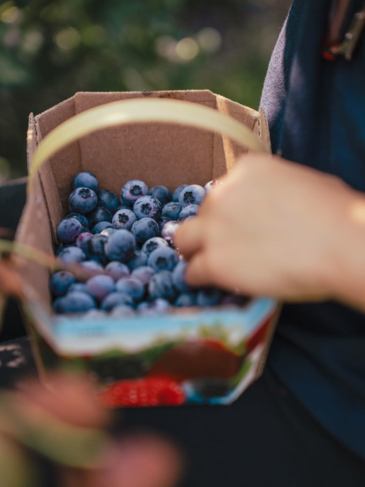 A cardboard basket heaped with fresh blueberries