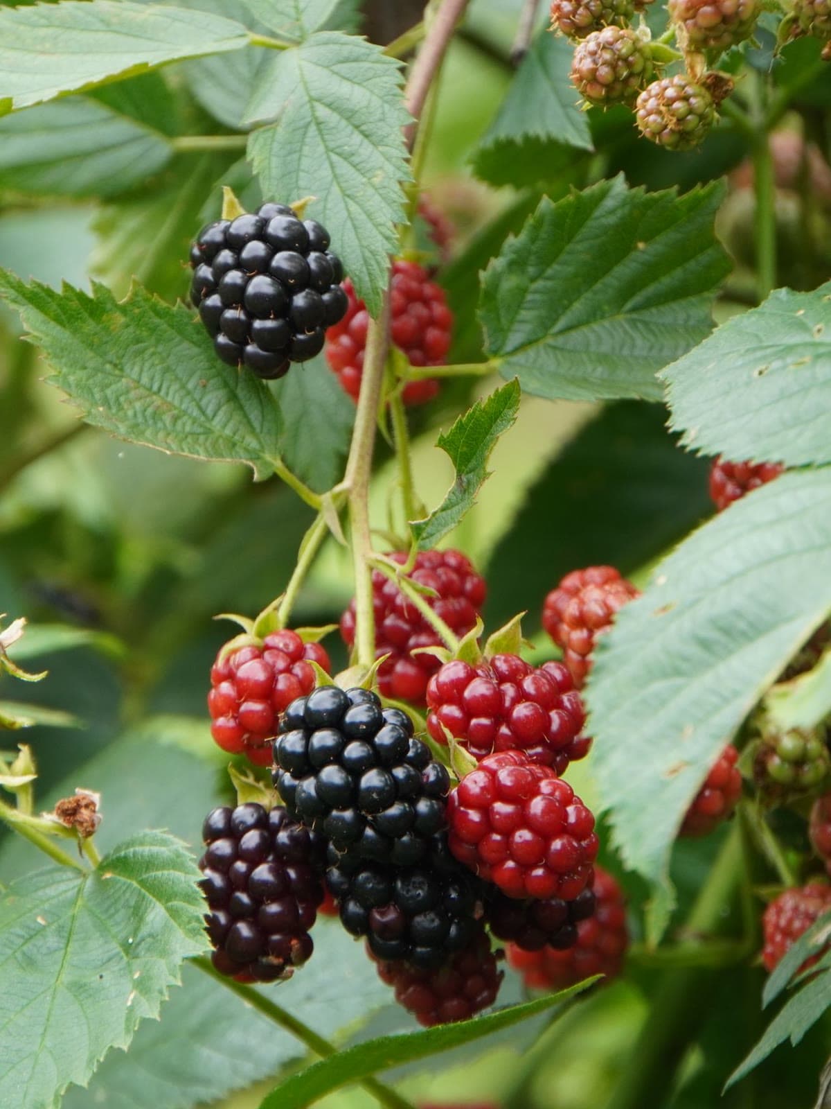 Ripe black and still-red blackberries hanging on the vine among green leaves