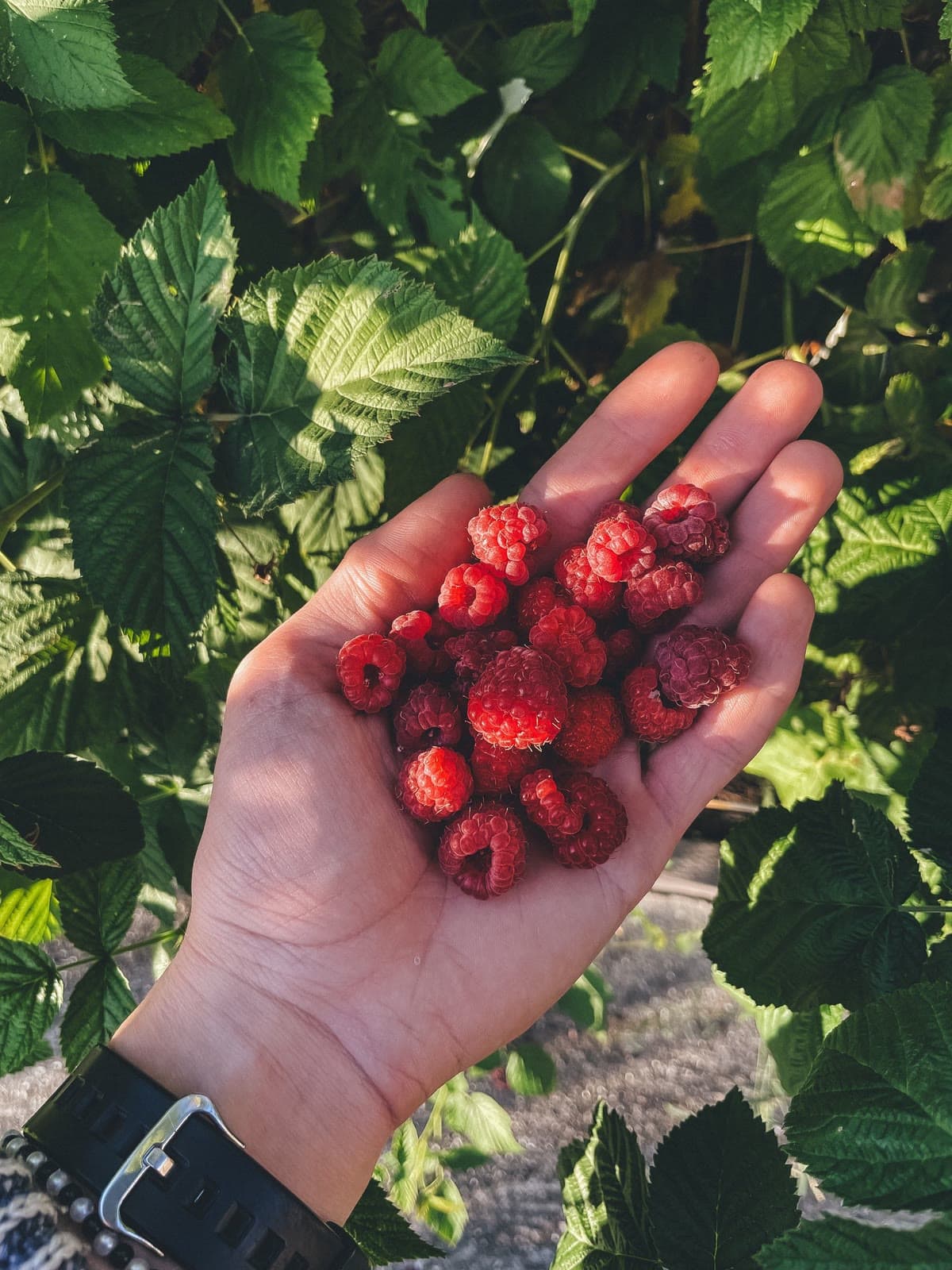 An open hand holding ripe red raspberries among green leaves