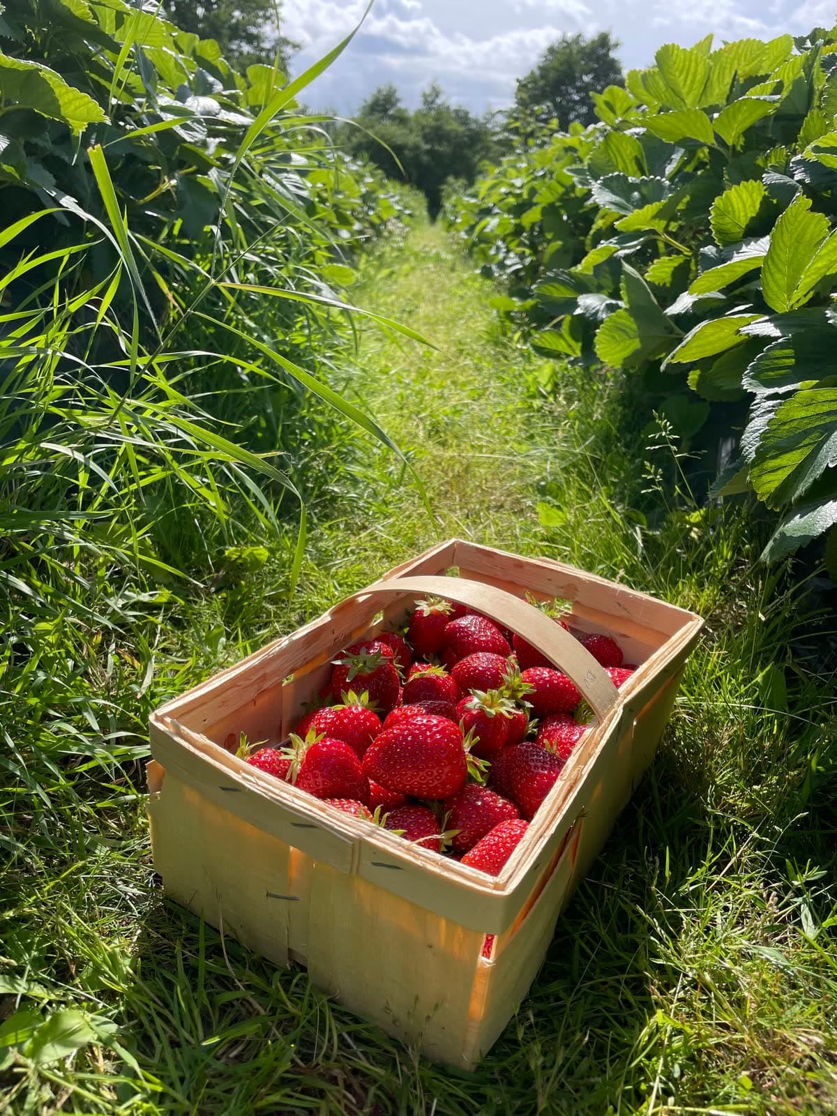 A wooden basket of ripe strawberries standing in a grassy row of strawberry plants